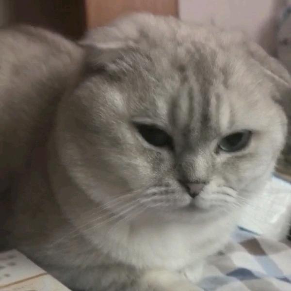大宝小宝