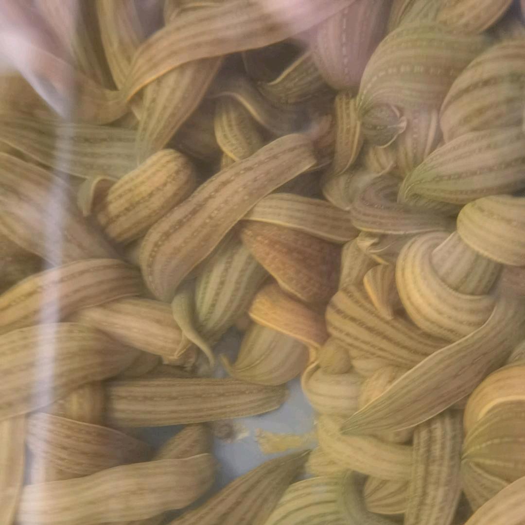 德凯水蛭蚂蝗养殖