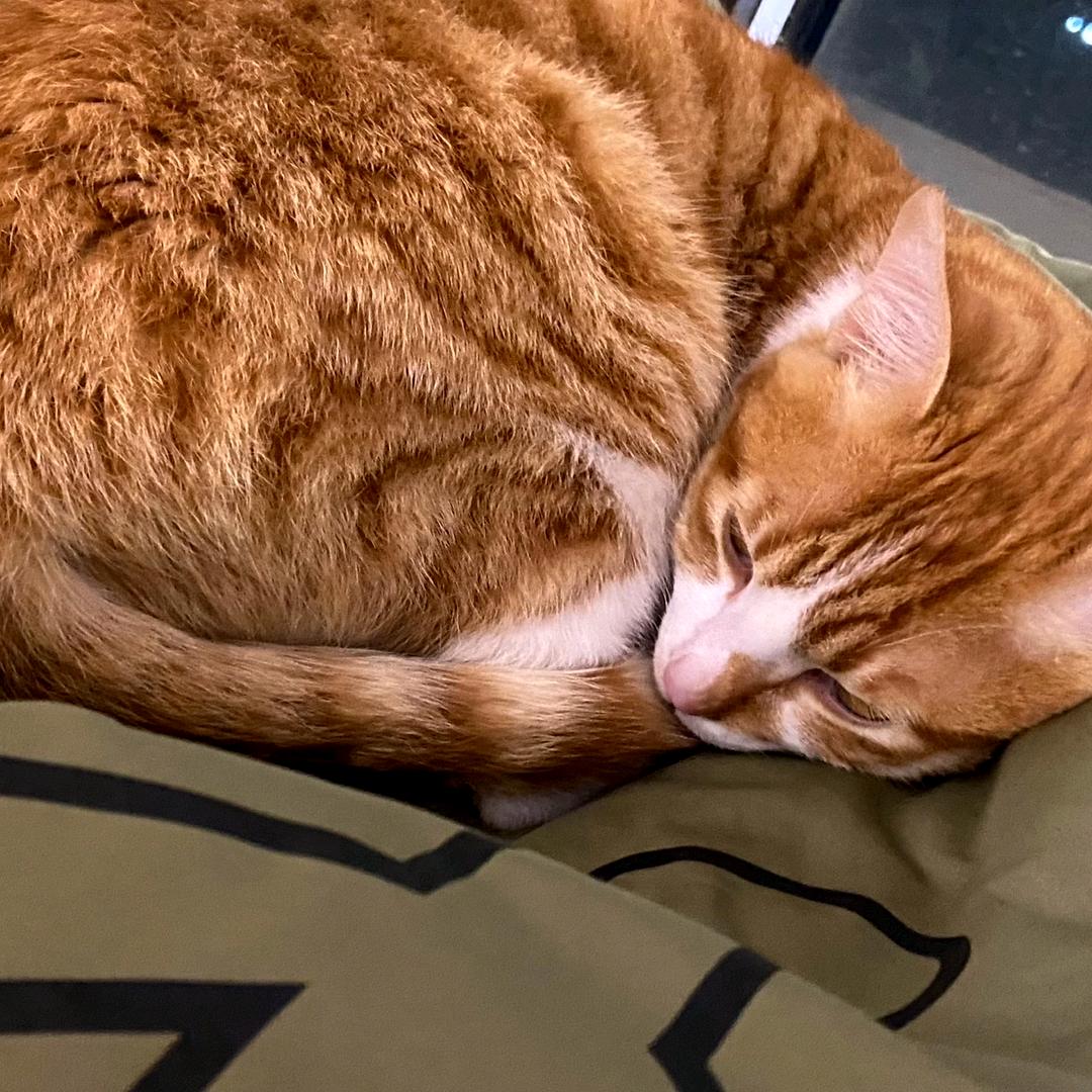 小小小猫
