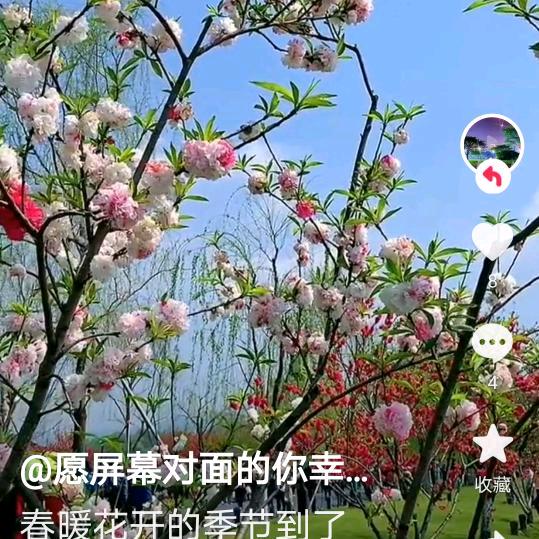 梅花