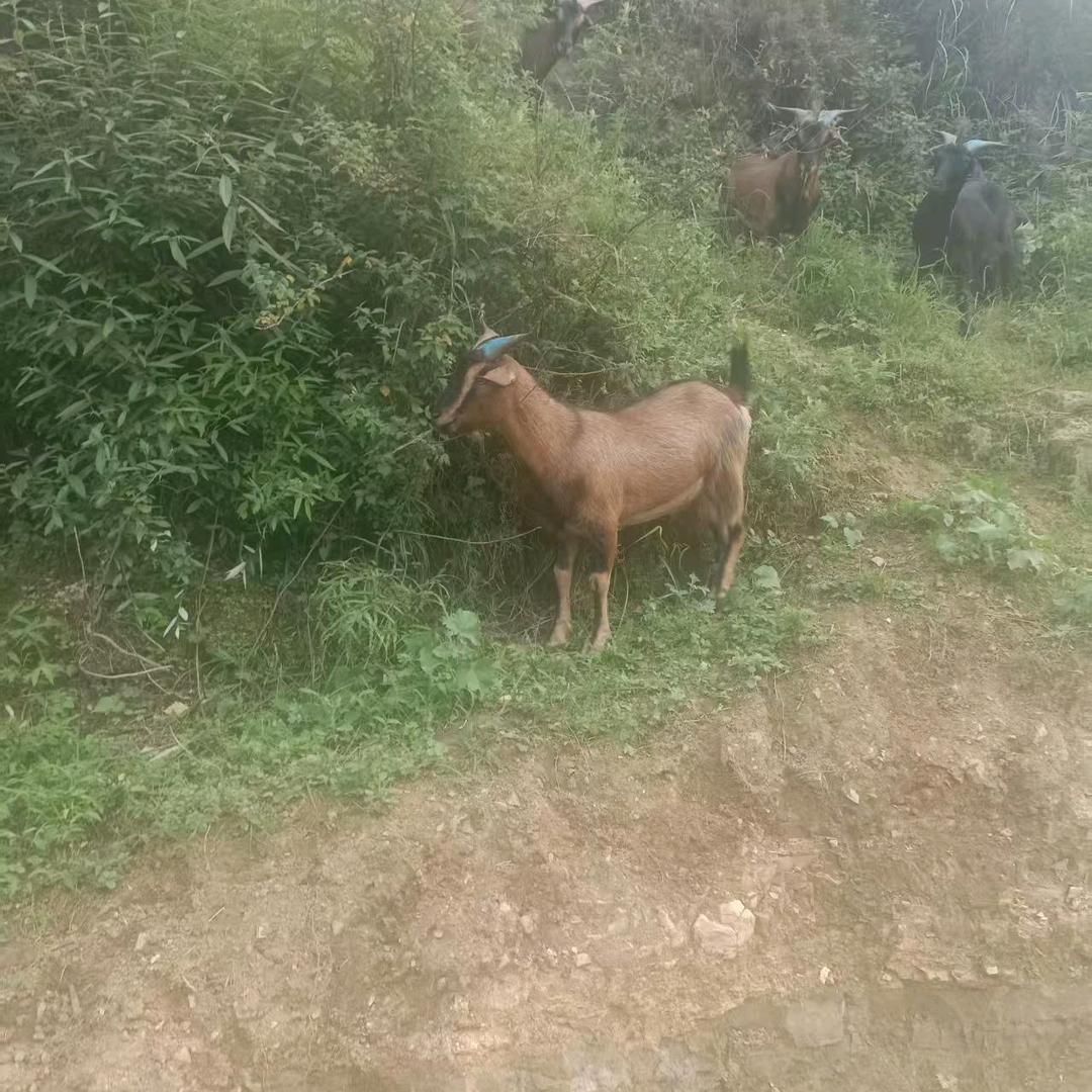 秋哥