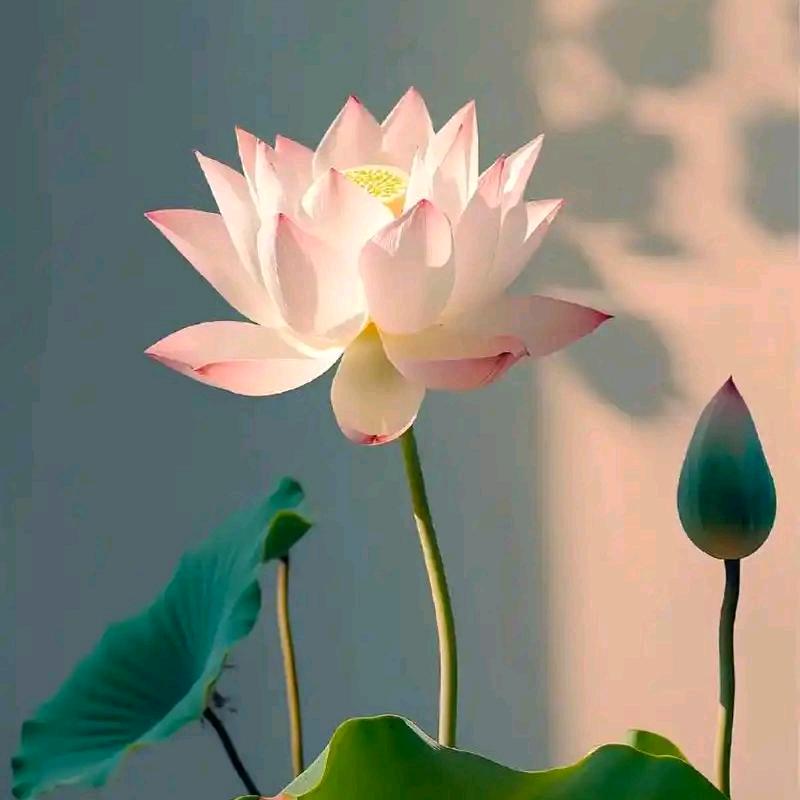拈花一笑