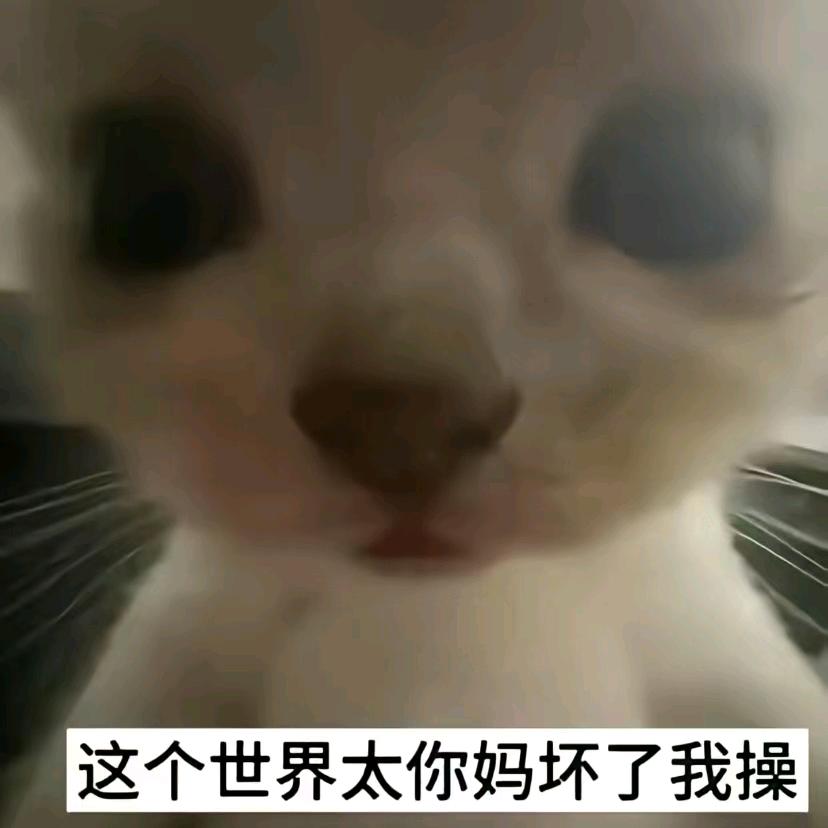嵩嵩