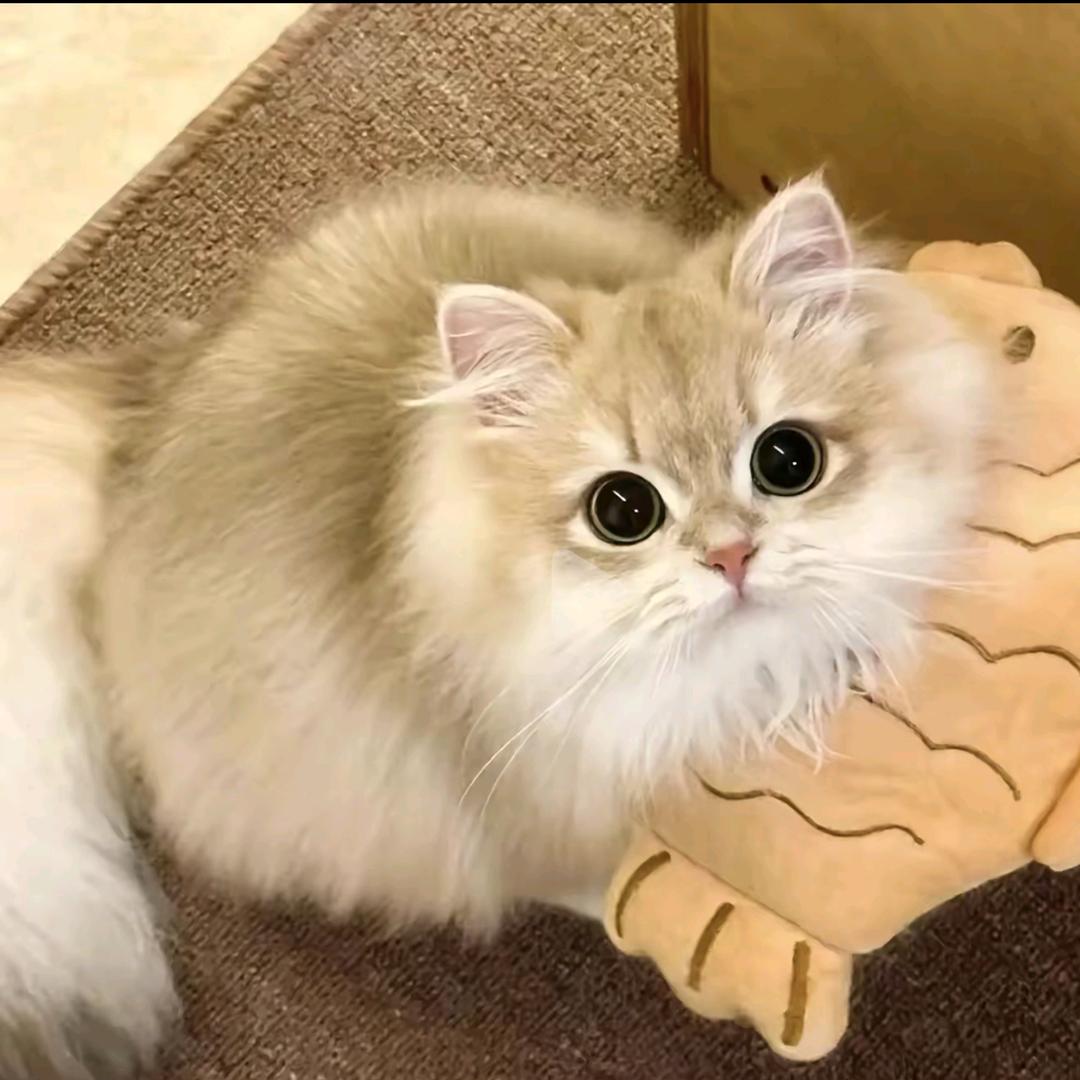 我是一只超可爱的小猫咪