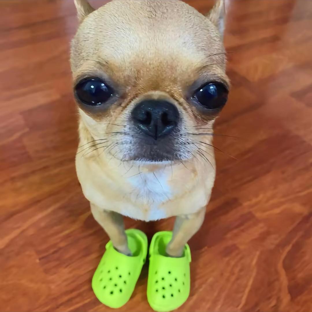 哇哇狗🐶