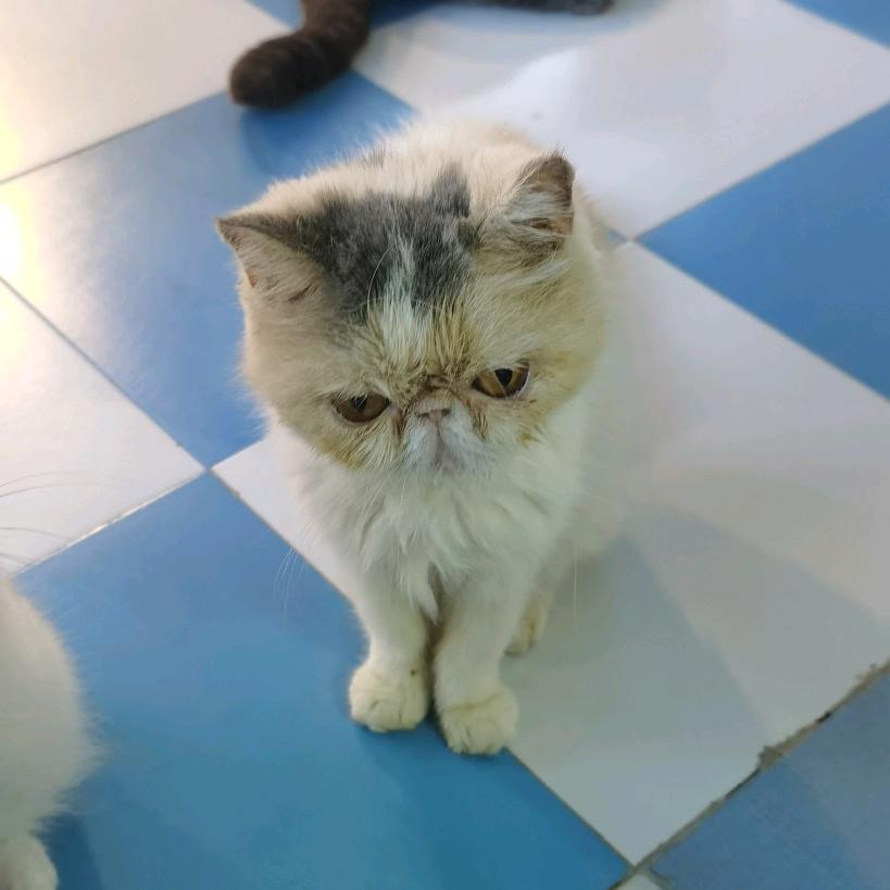 懒猫壹條