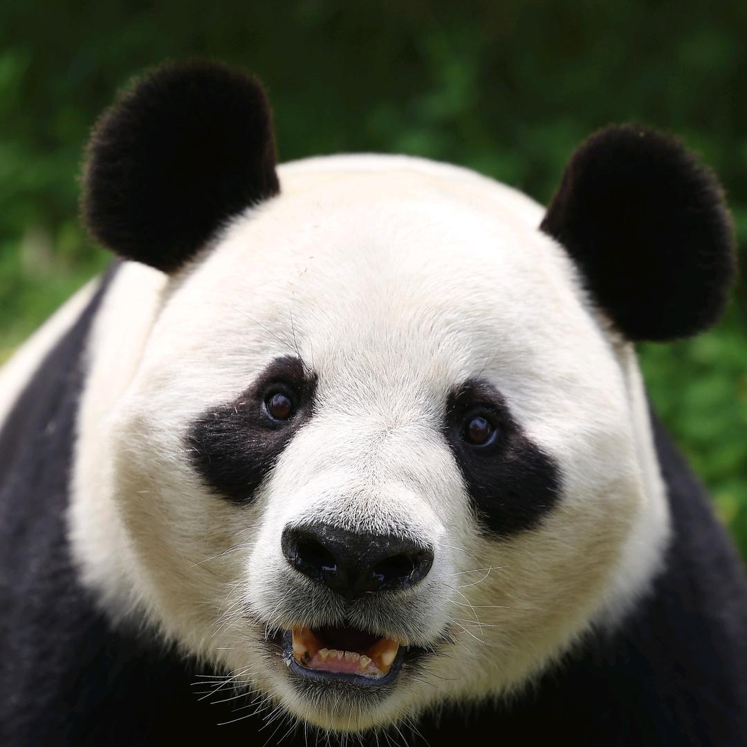 济野熊猫馆（爱喜奶妈）🐼