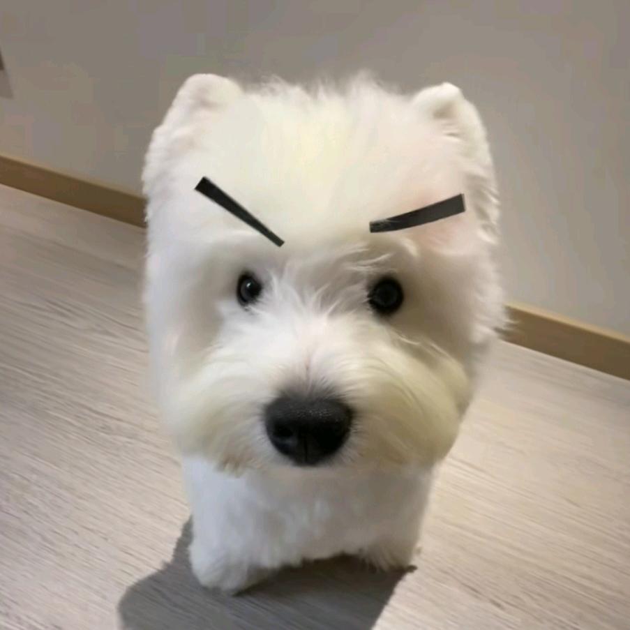 求你别哭