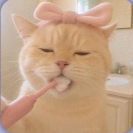 小猫逃跑记