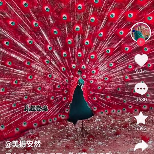 孤夜流荡