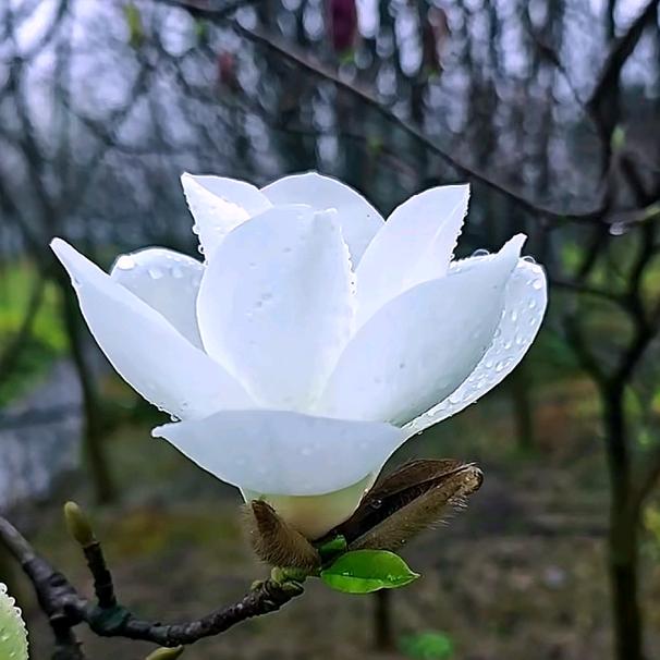 白玉兰