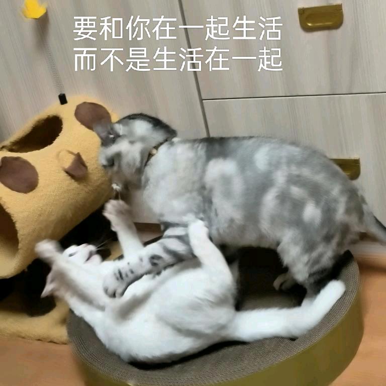 我叫鱼幼薇
