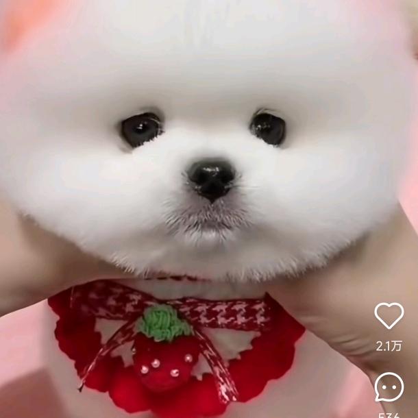 宠物博主阿
