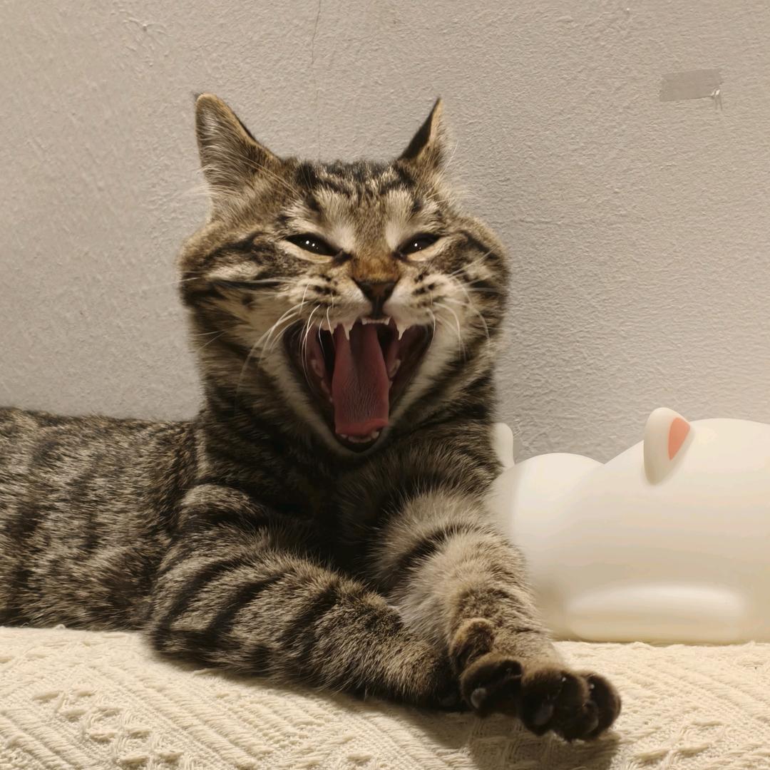 小角牛