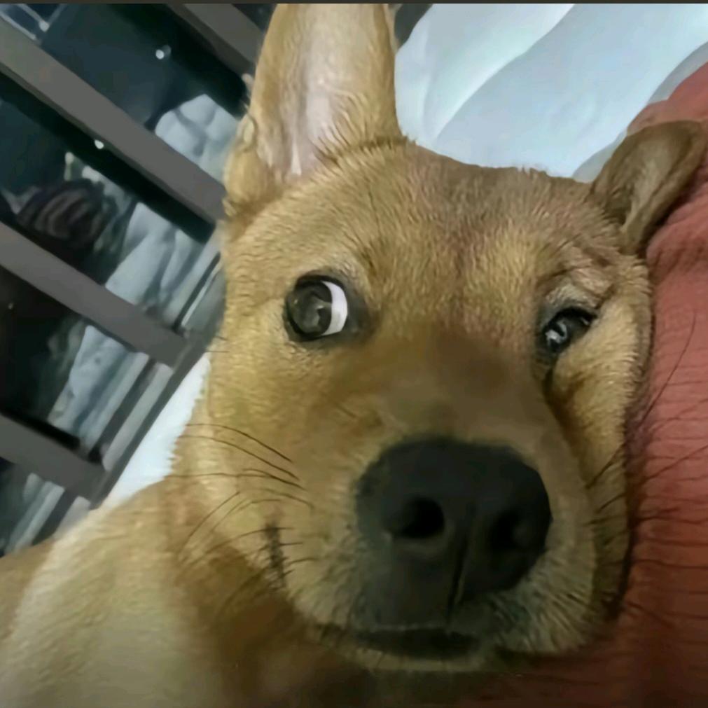 Ssヾ