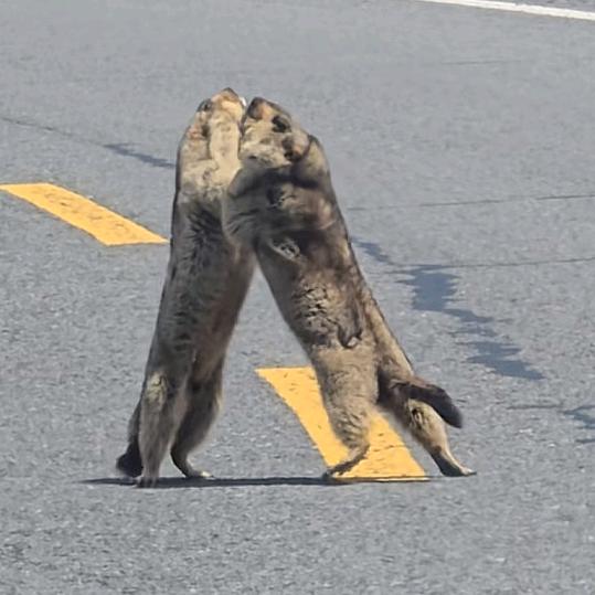 善言堂