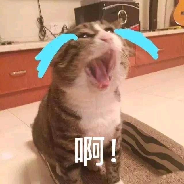 🥝凌晨一点的猫🦊