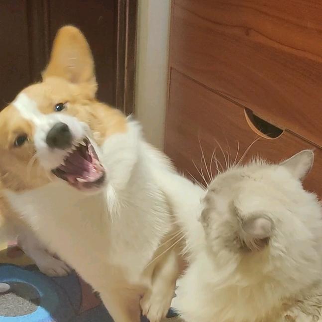 葡萄不爱吃薯条