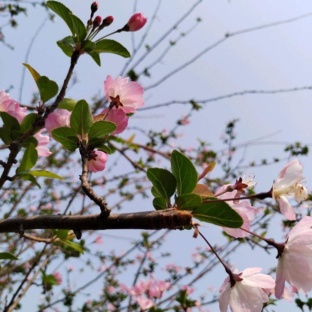 “福乐朵🌸”