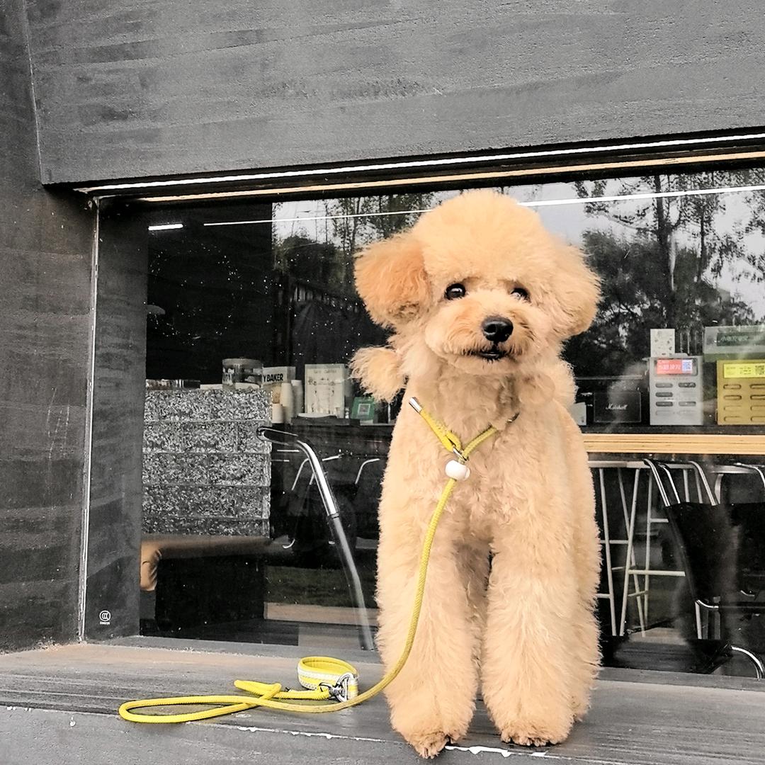 莱喜宠物生活馆