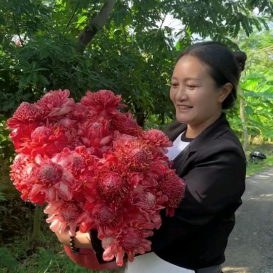 和和林花种苗批发