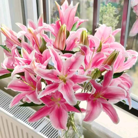 阿荼鲜花