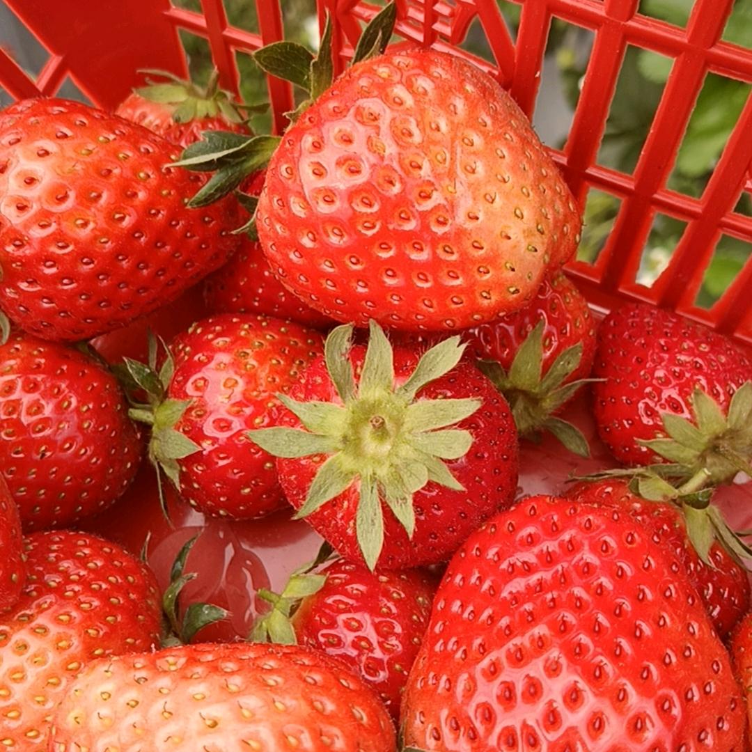 小花