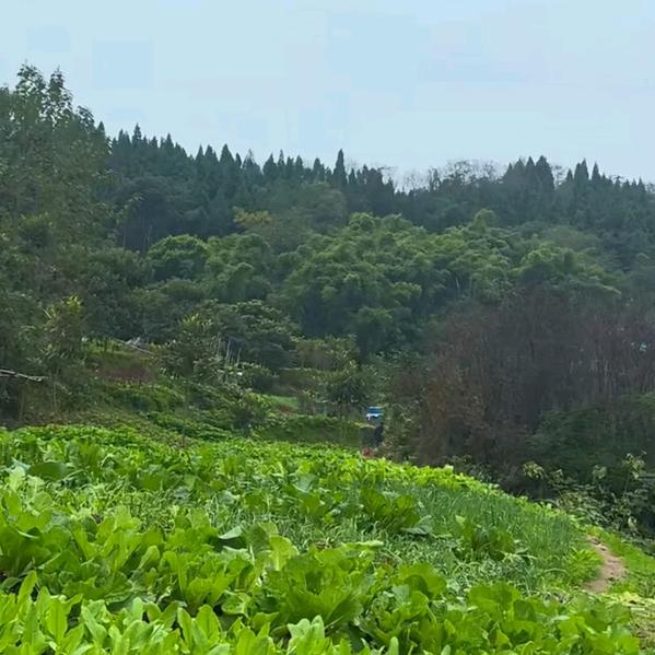 三生三世