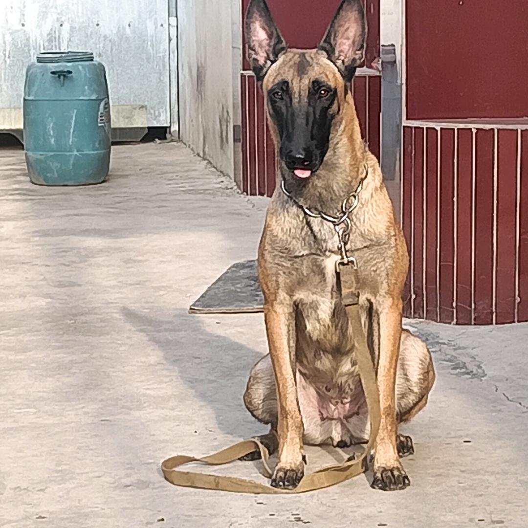 虎妞🐶马犬聪明的的小仙女🦋🦋