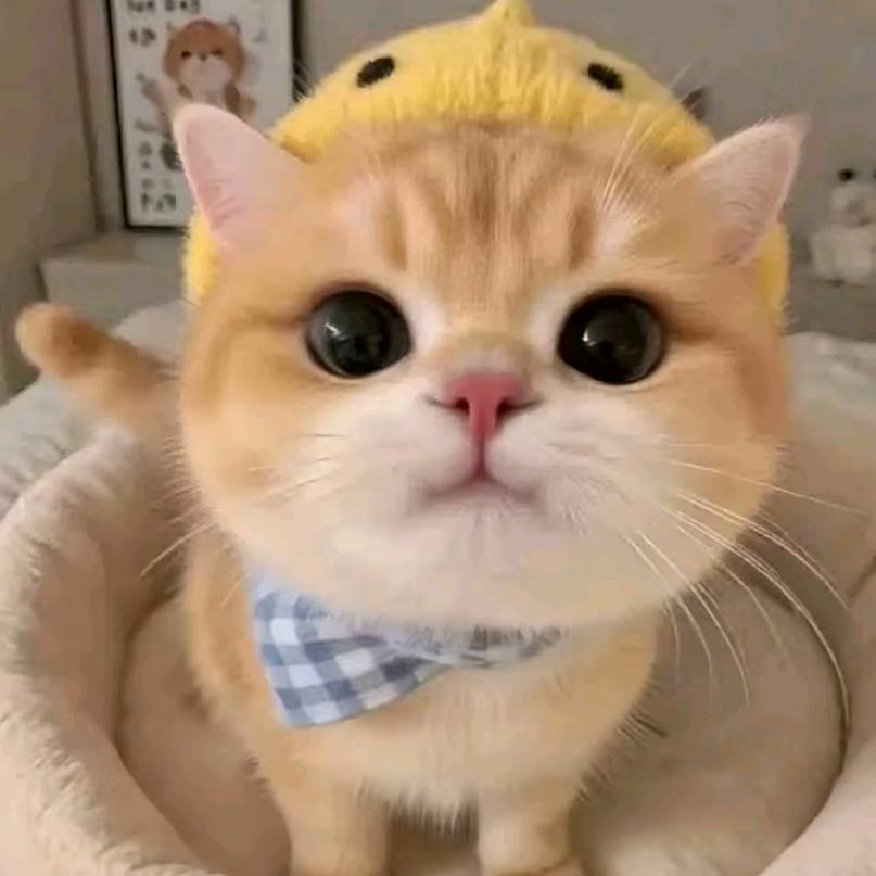 摇摇七喜