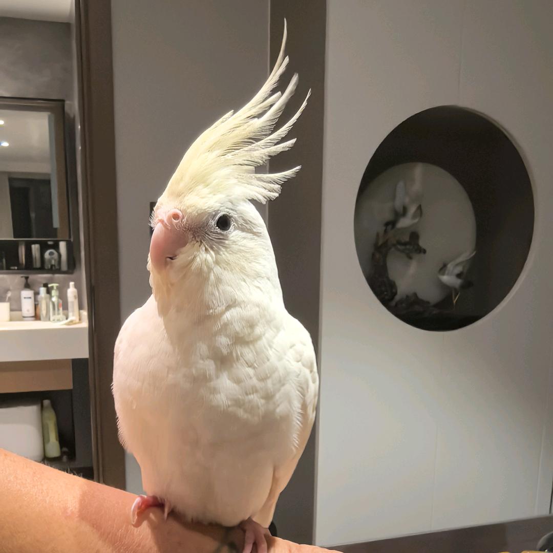 💕💫🌟✨幸福鸟递⚡💕💫
