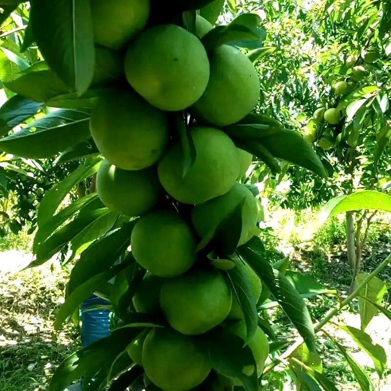 💞茶💕语✨