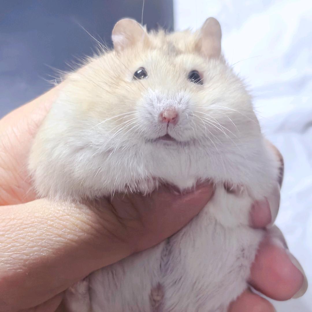 顺丰鼠舍