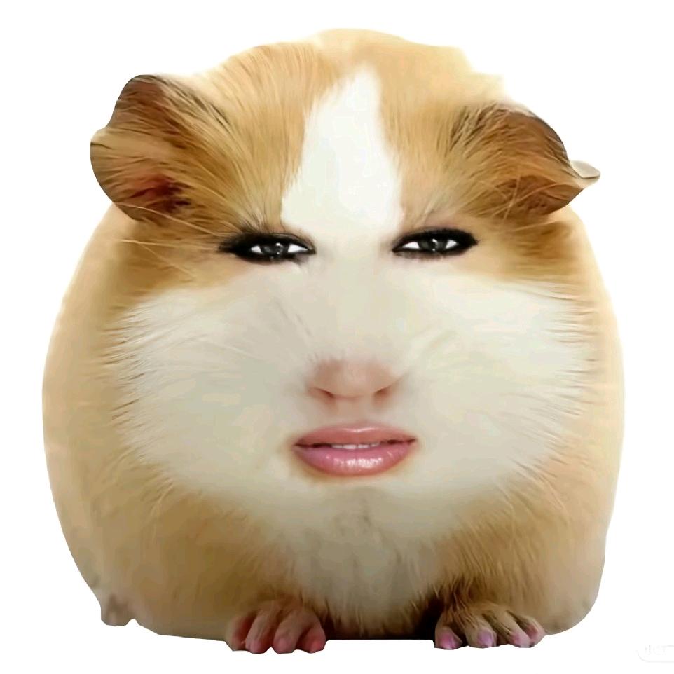 猪妞🐷