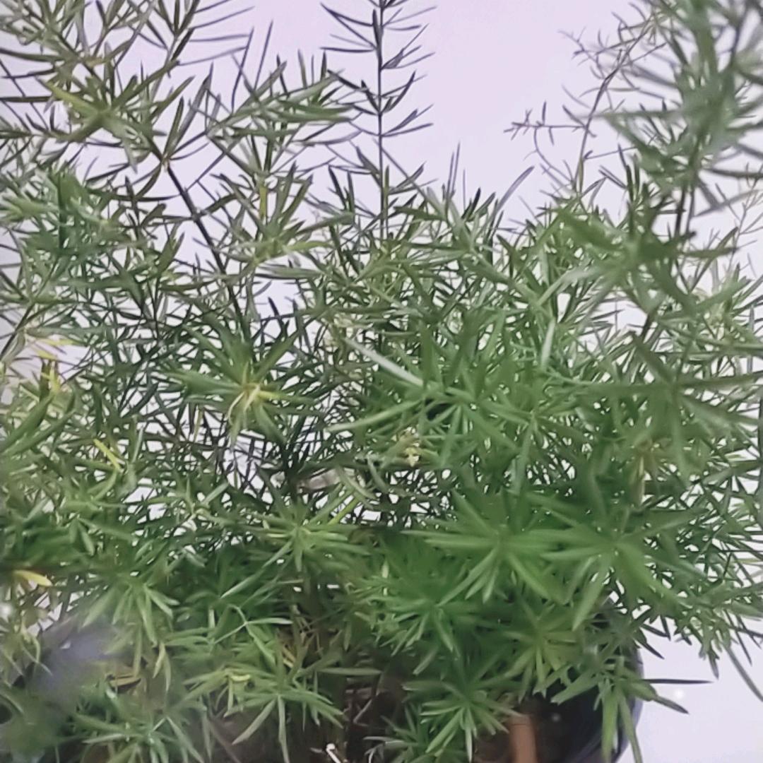 大米~小米
