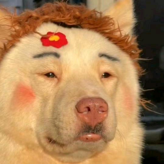 我是一枝花