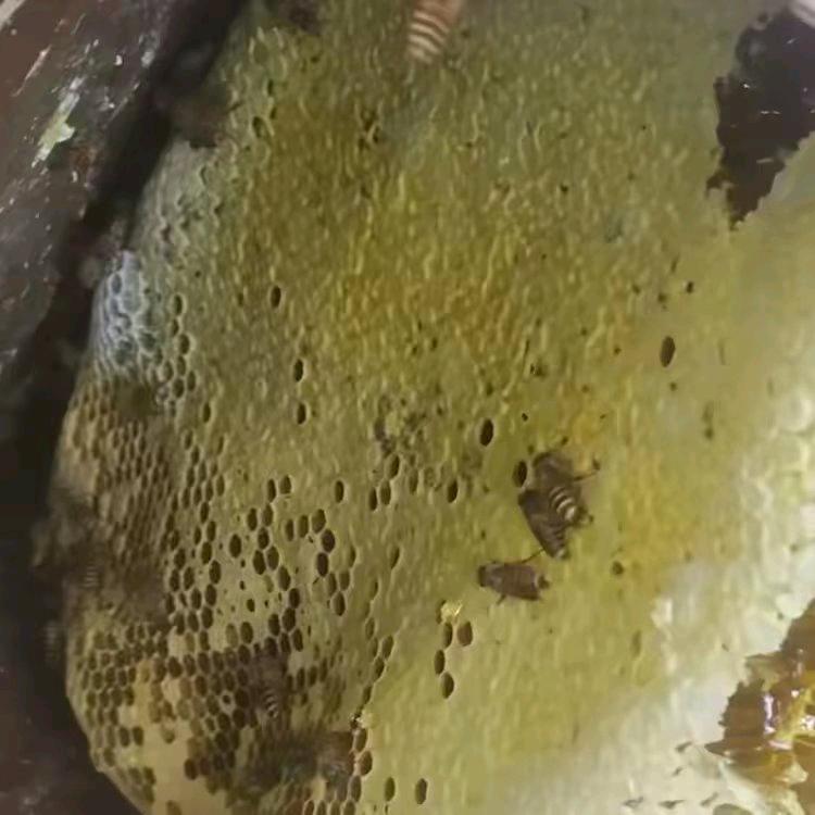 三万蜂
