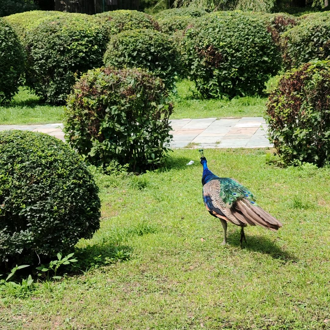 吉祥鸟