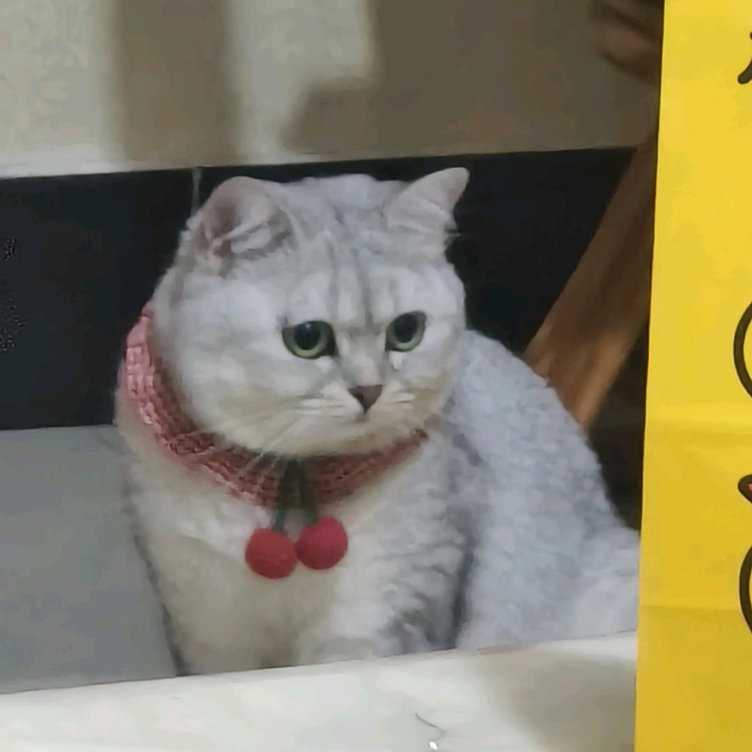 岑大小姐