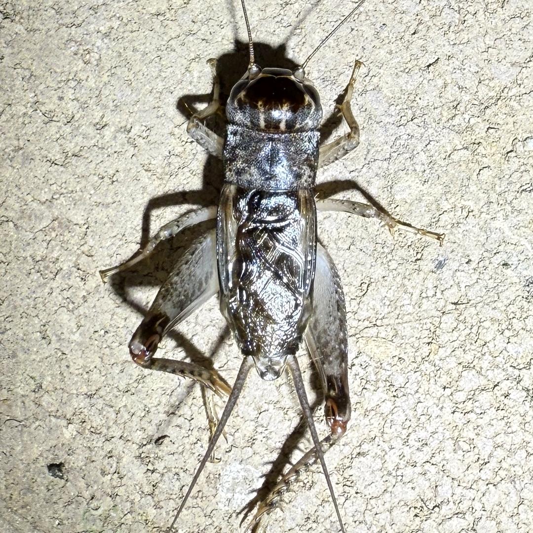 鸣虫