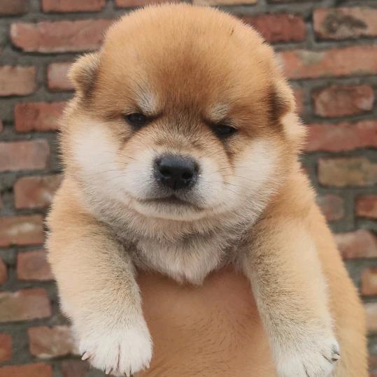 北方柴犬