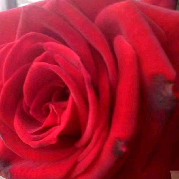 LONG🌹🌹