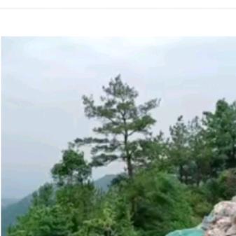 守住一片青