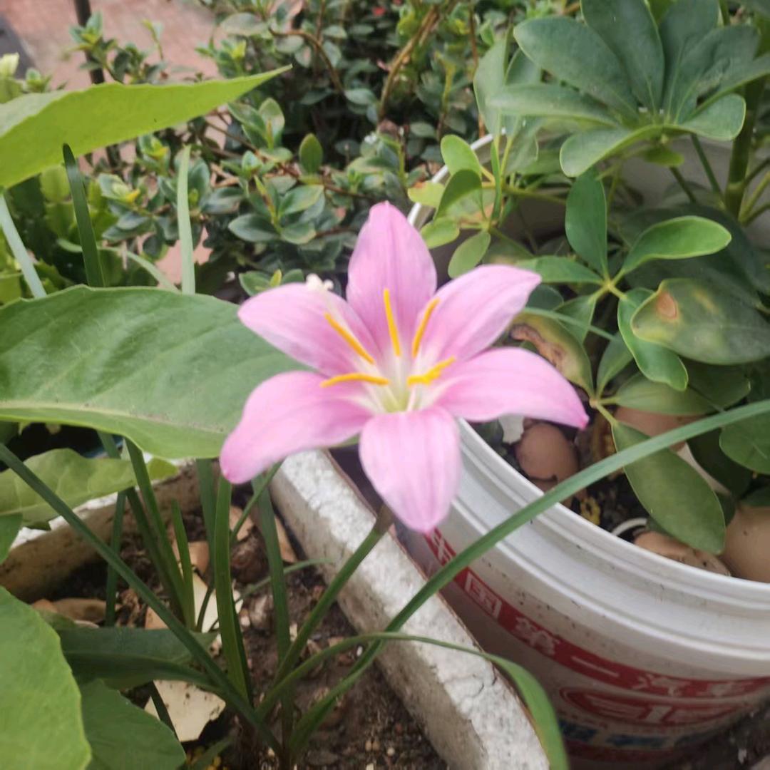 玉玉