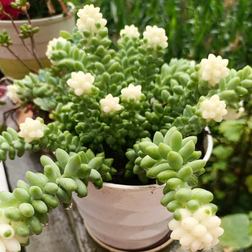 🌼🌸