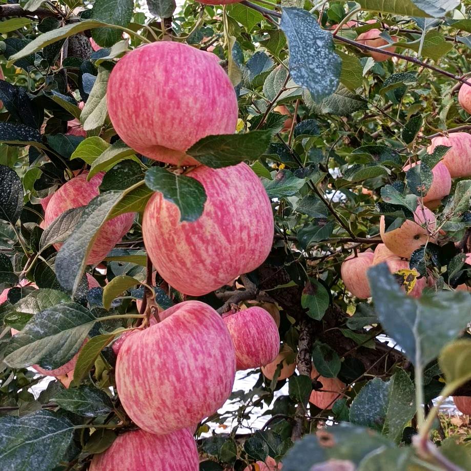 大海🍎