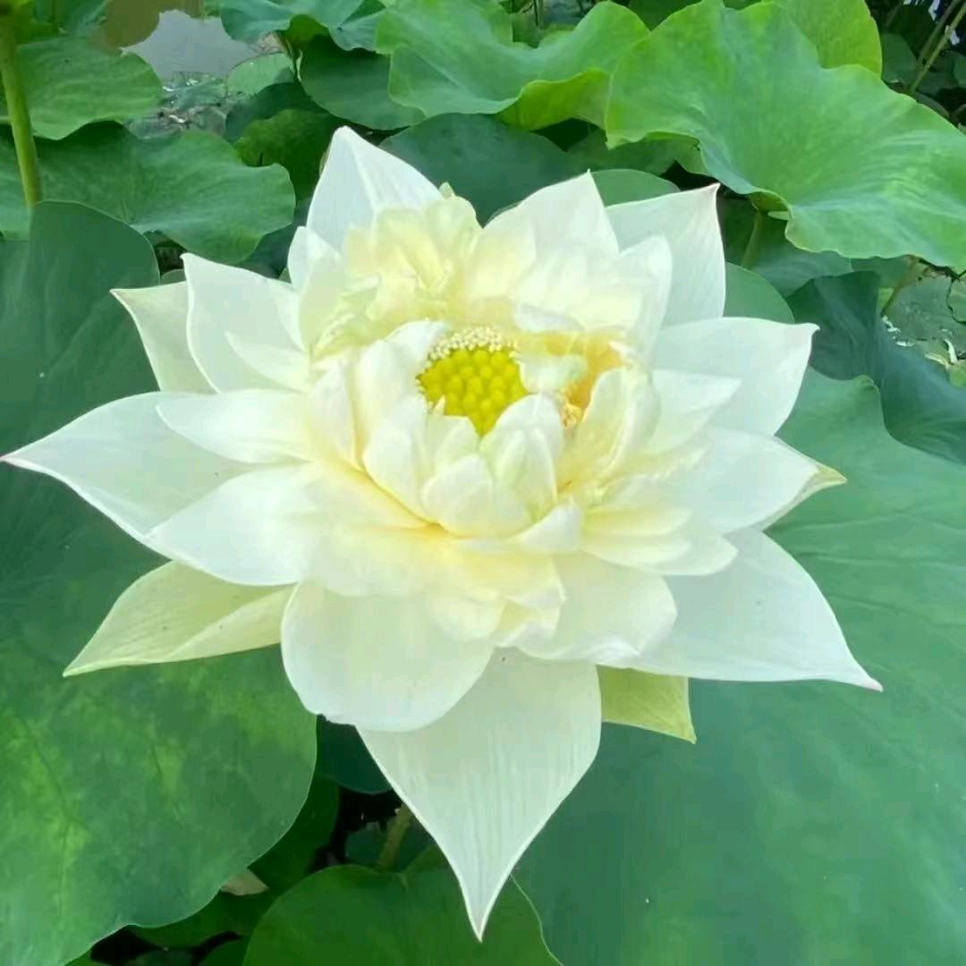 百草香