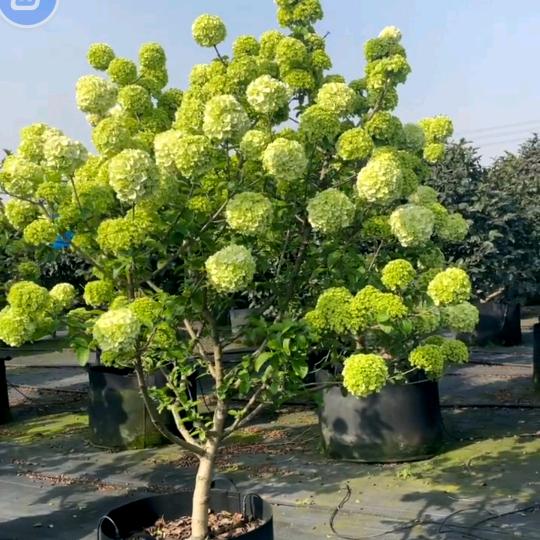 花之羽花卉
