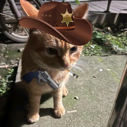 菜猫Y