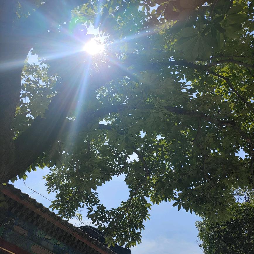 华羽